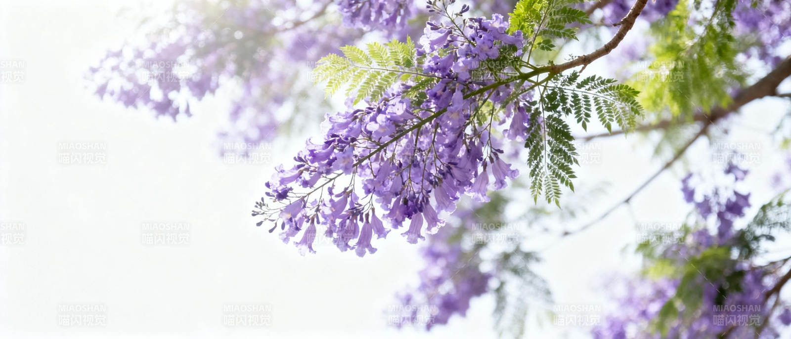 紫藤花绽放枝头图片