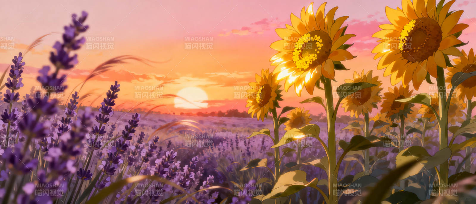 夕阳下的向日葵与薰衣草图片