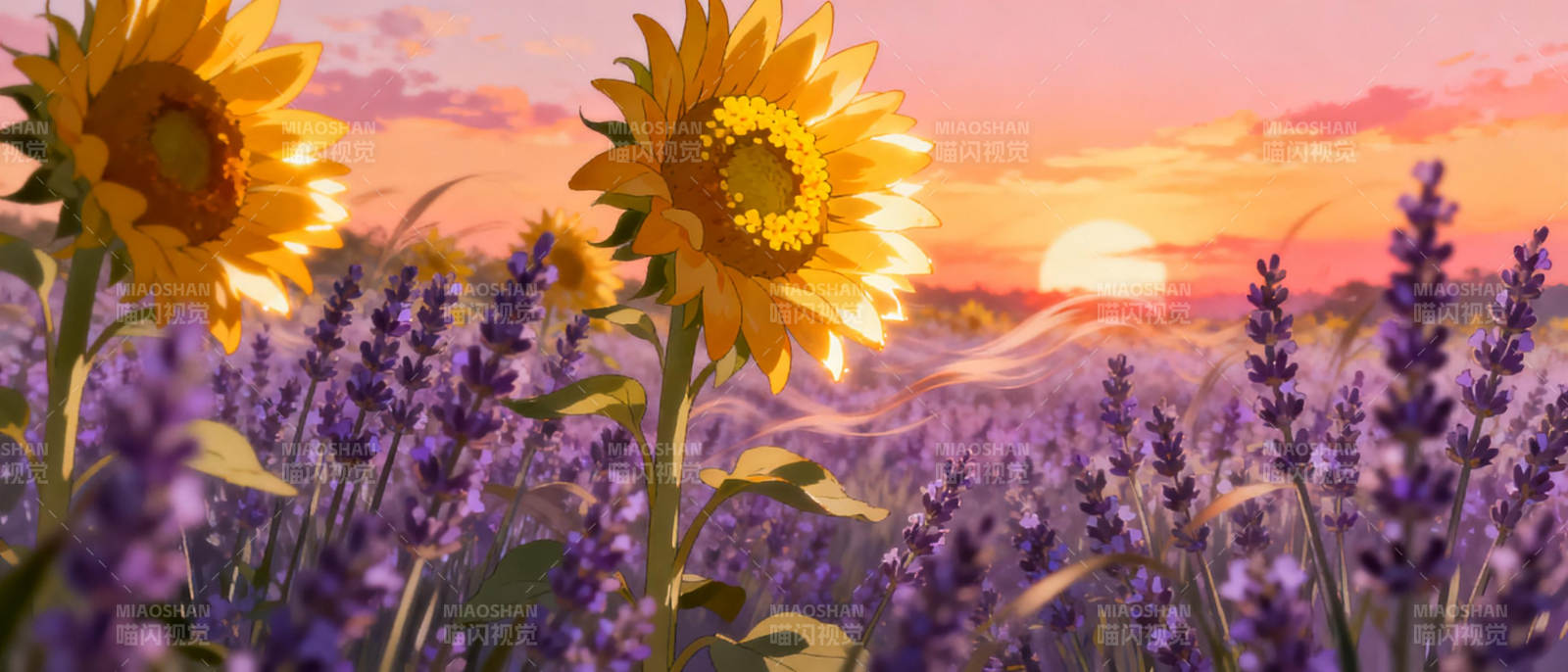 向日葵与薰衣草的黄昏图片