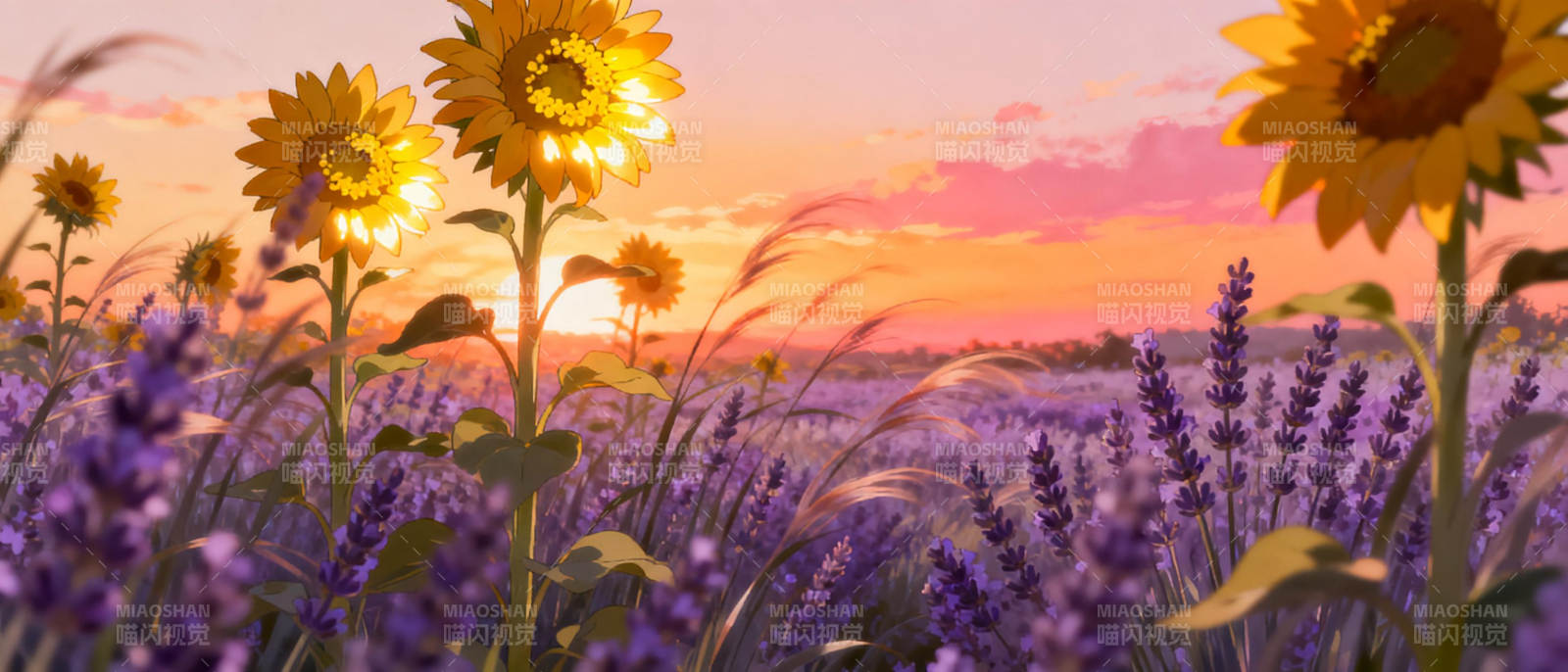向日葵与薰衣草的黄昏图片