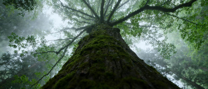 雾中古树仰望图片