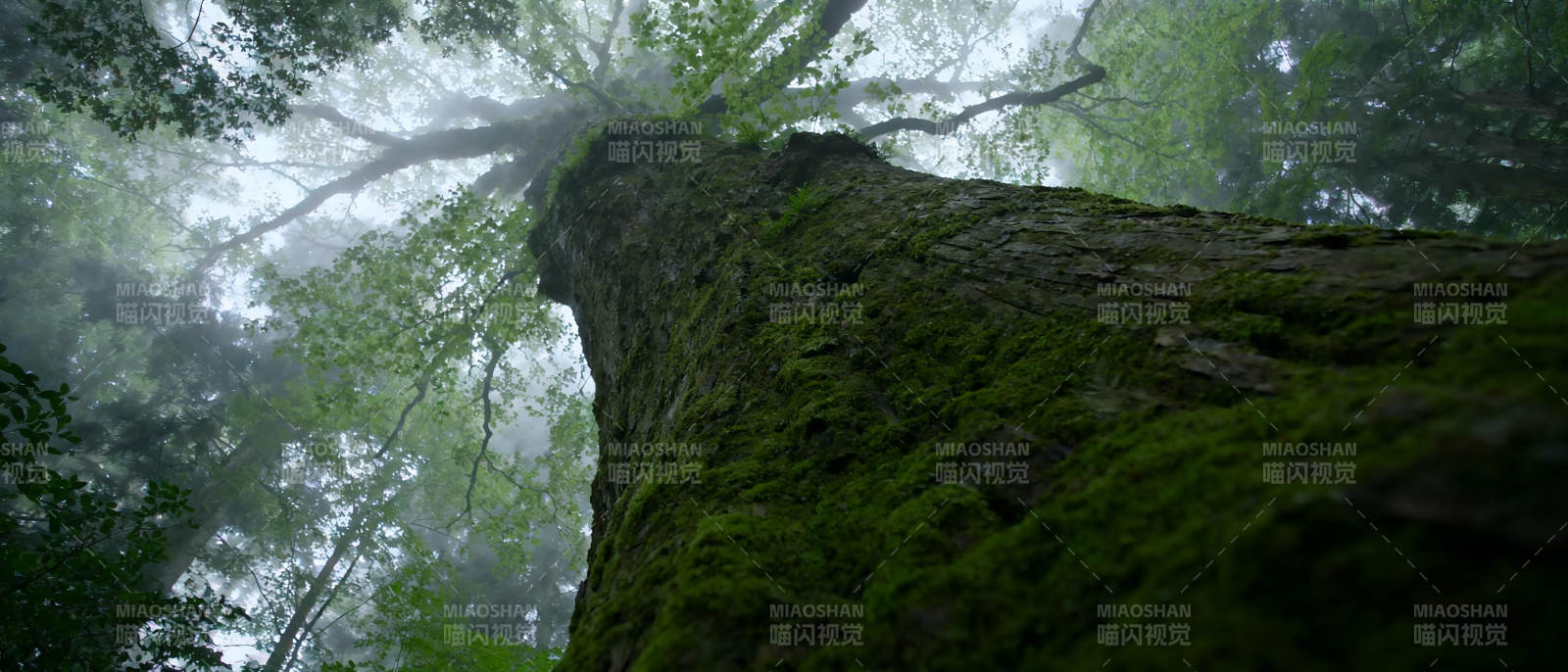 雾中古树图片