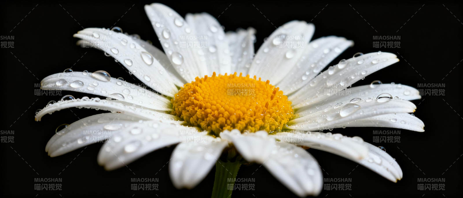 露珠点缀的雏菊图片