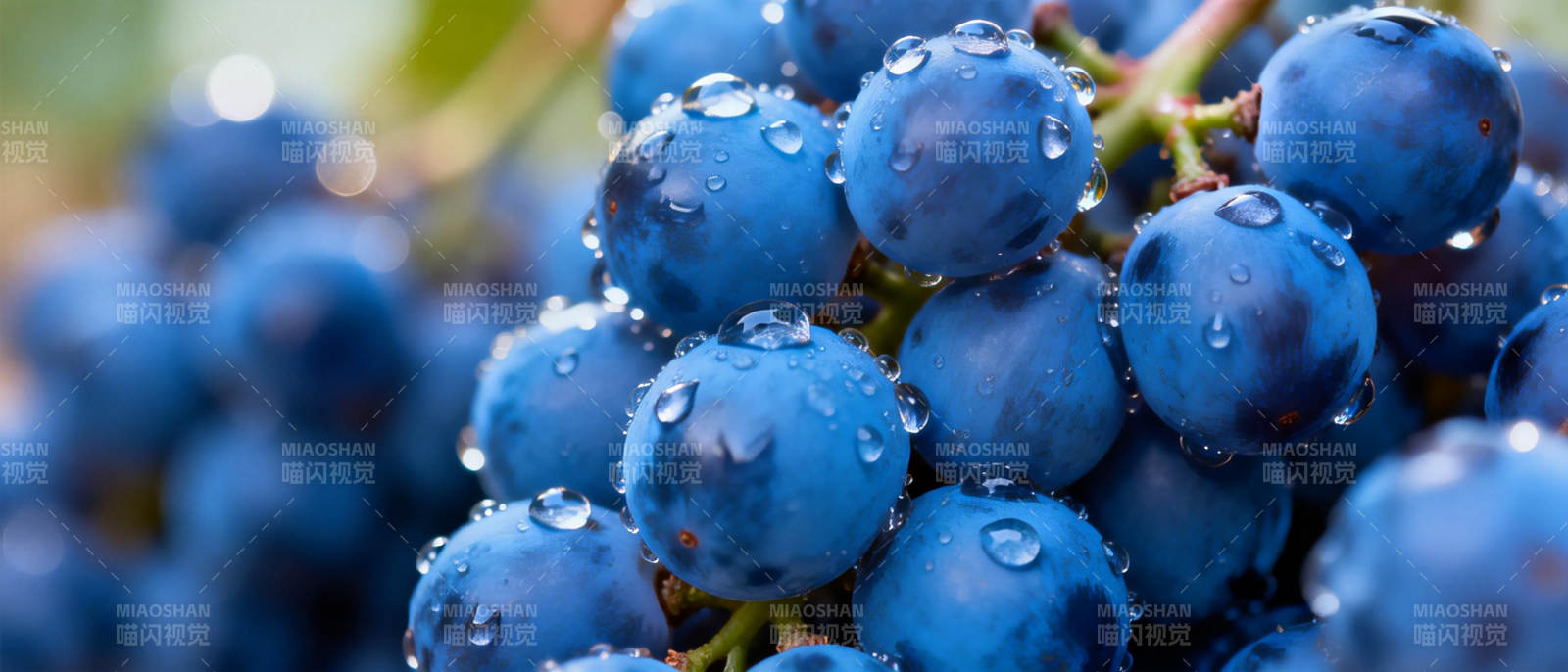 晶莹蓝葡萄图片