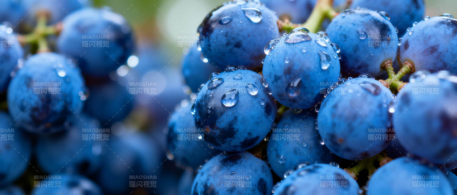 晶莹蓝葡萄图片