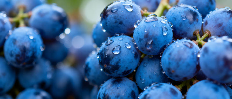 晶莹蓝葡萄图片