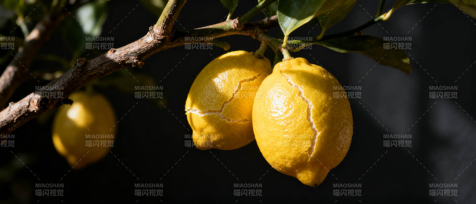 枝头金黄柠檬图片