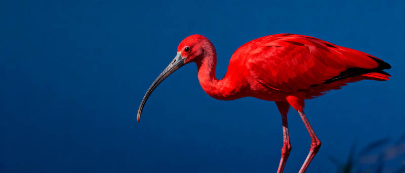 红鹮栖息于蓝幕图片