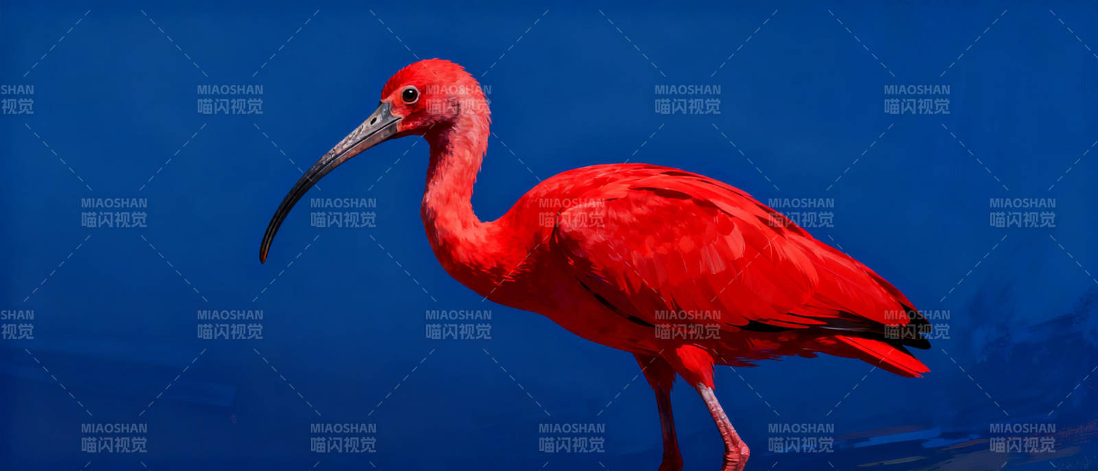 红鹮静立水边图片