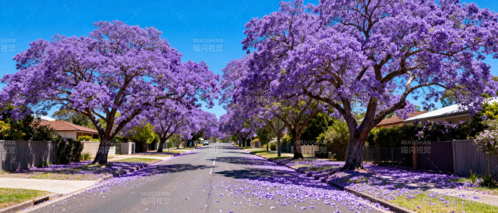 紫花满街春意浓图片