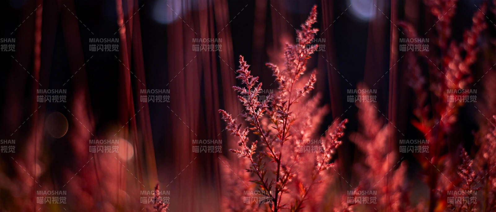 暮色中的红草图片