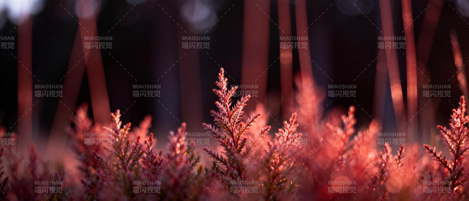 暮色中的粉红草丛图片