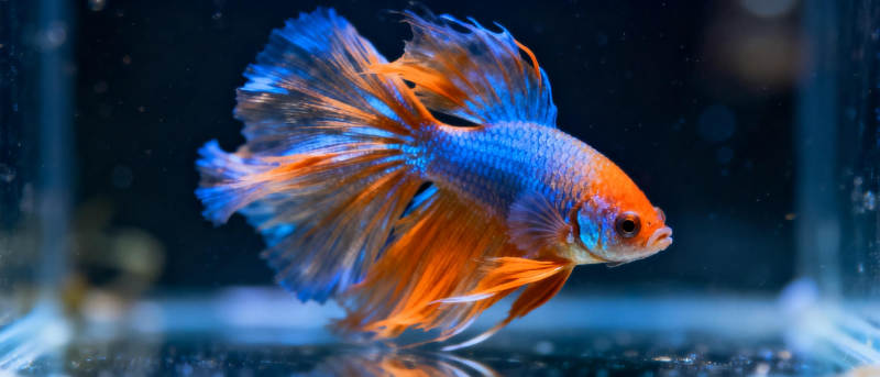 孔雀鱼游动图片