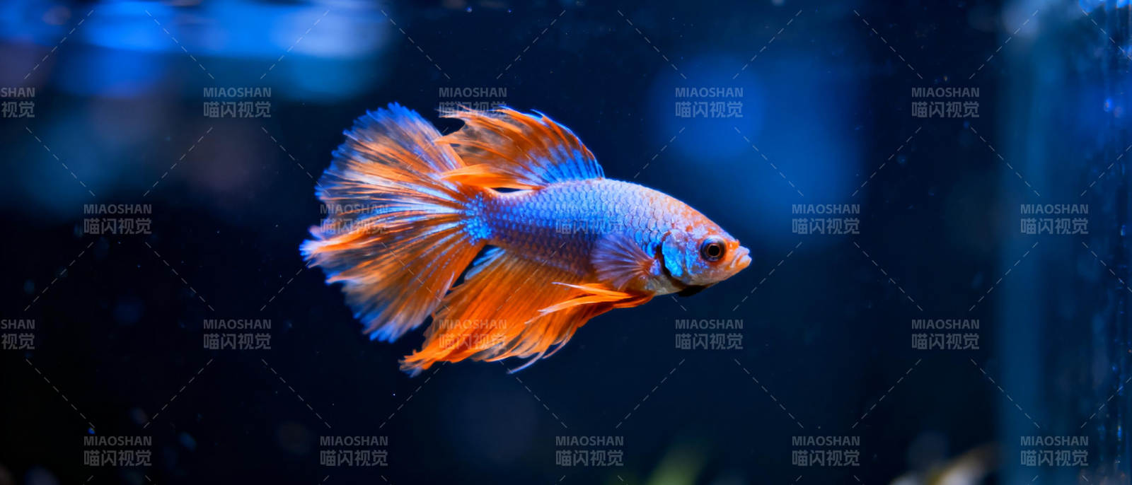 孔雀鱼游动图片