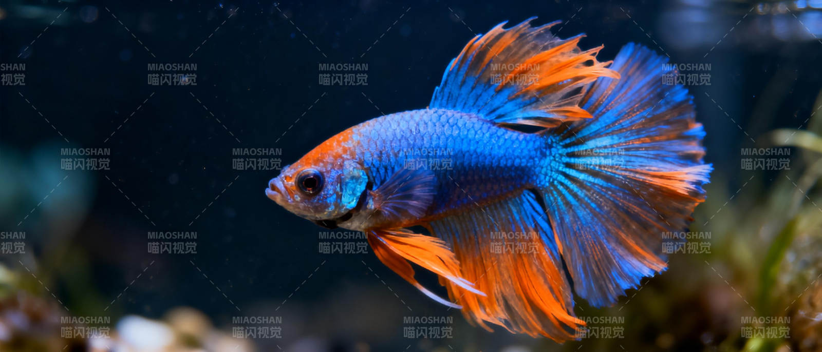 孔雀鱼游动图片