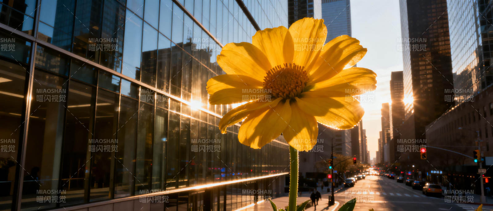 城市中的向日葵图片