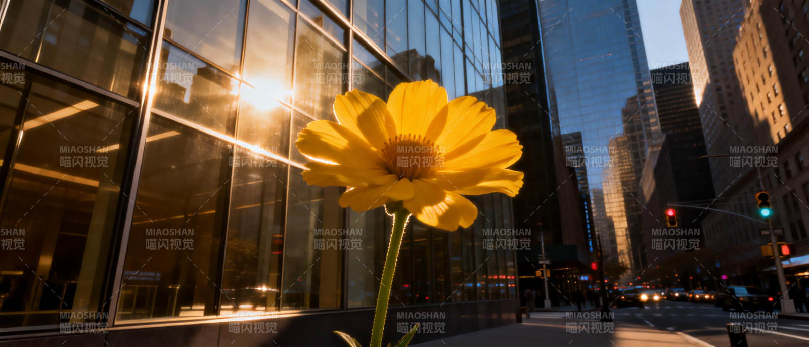 城市中的向日葵图片