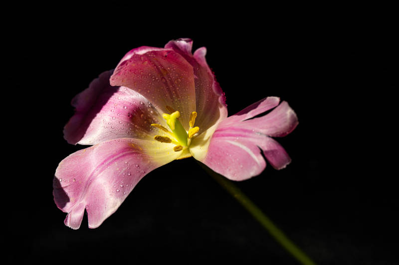 粉红花绽放图片