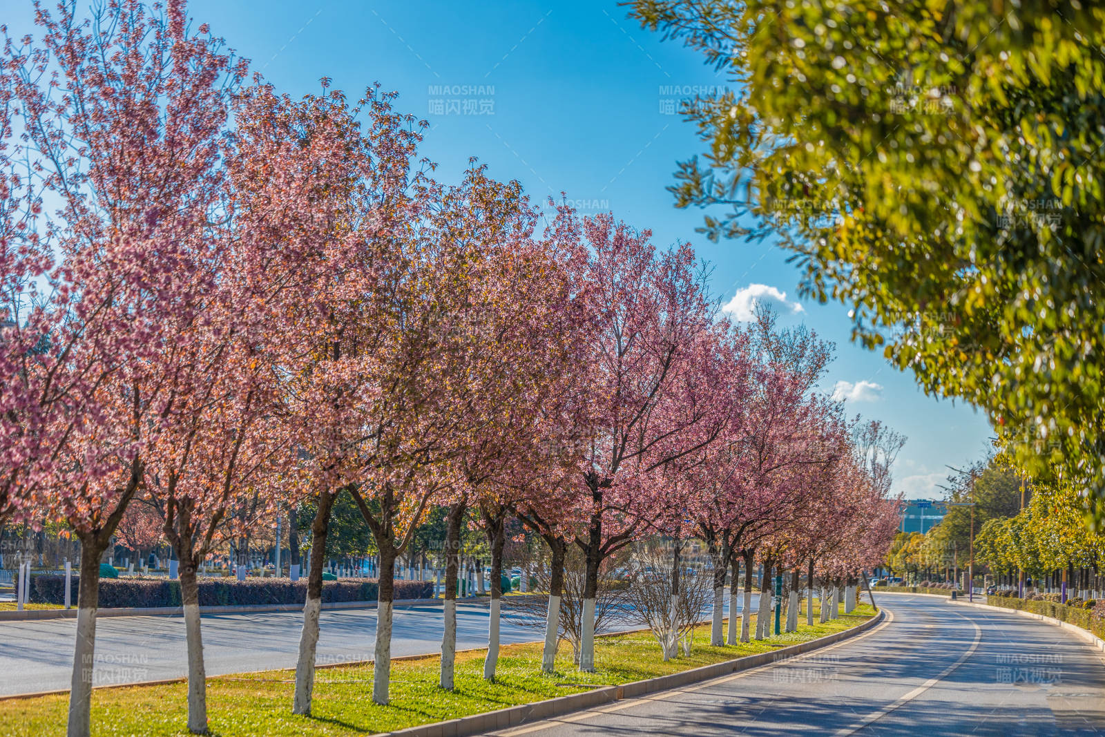 樱花大道春意浓图片