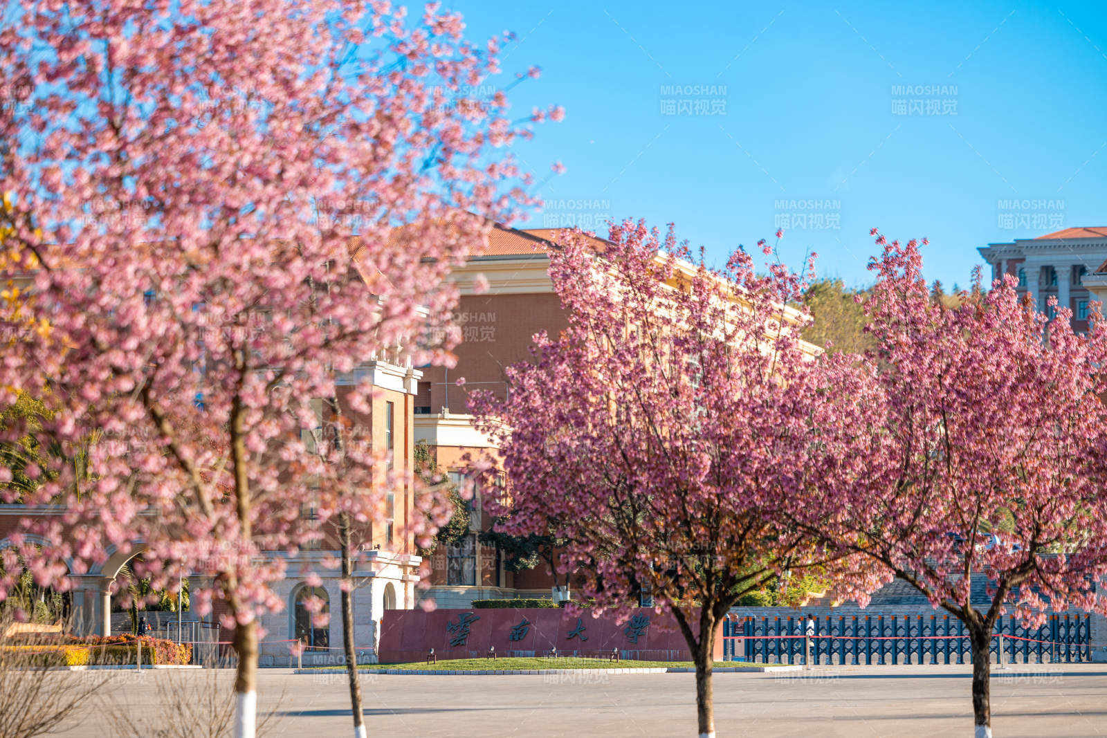 冬樱花盛开校园春景图片