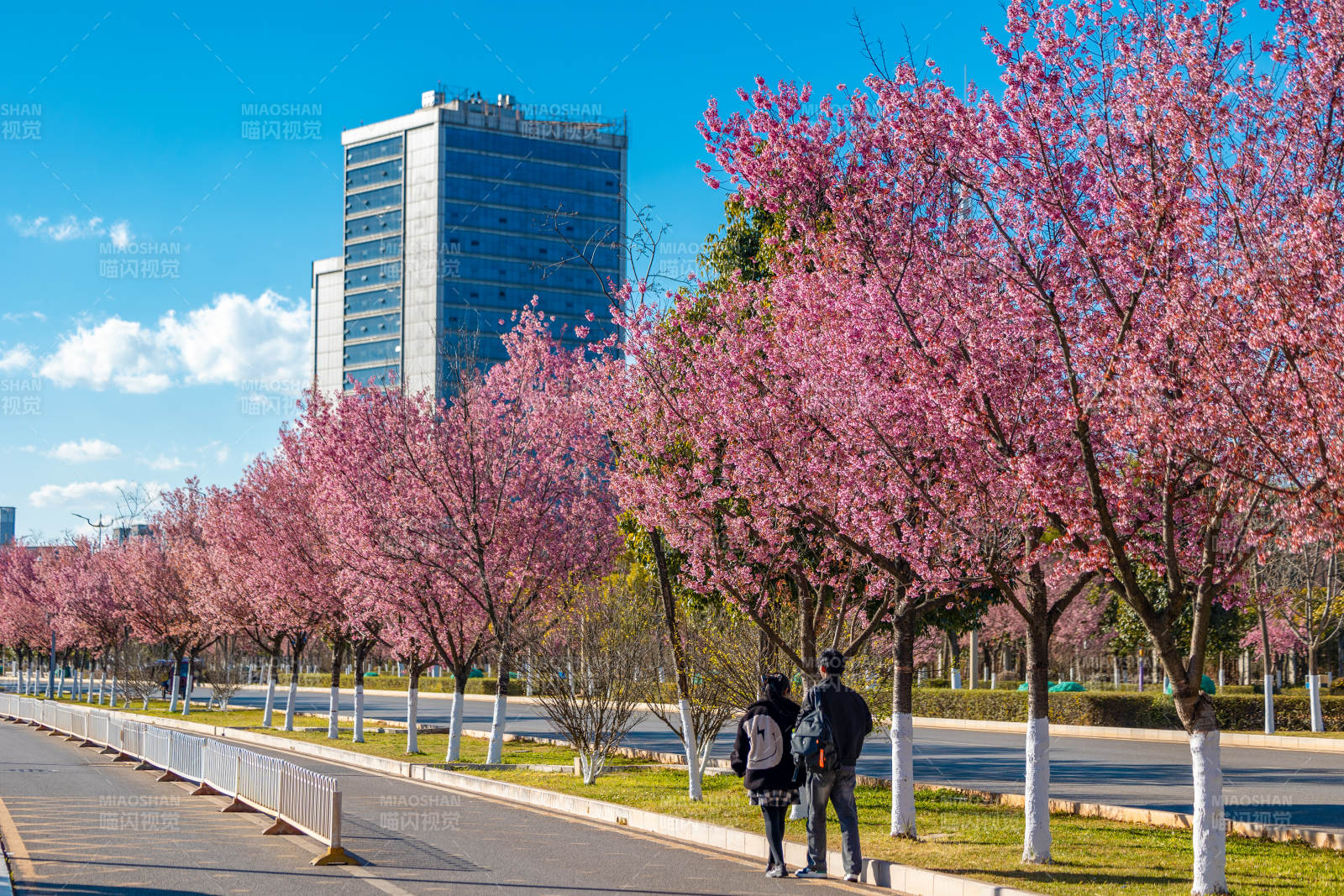 呈贡樱花大道春意浓图片