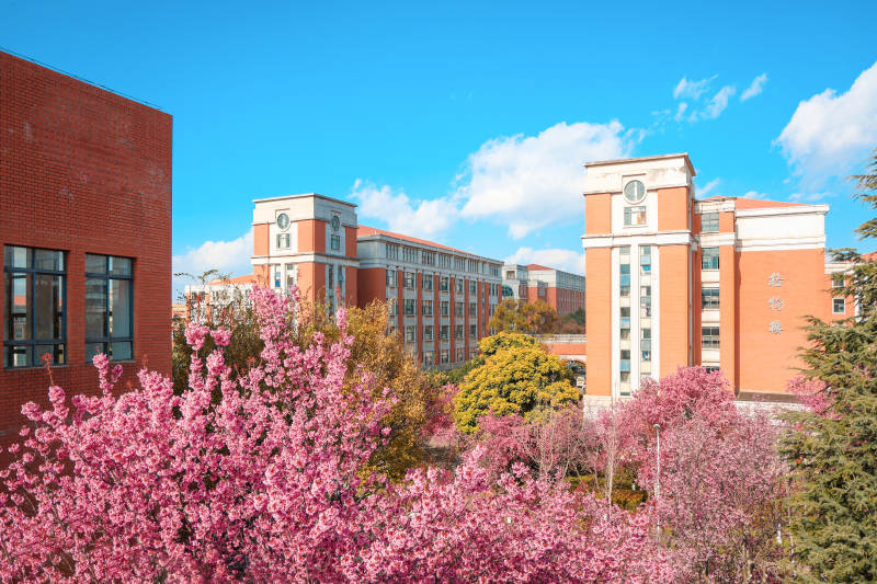 春日云南大学校园樱花绽放图片