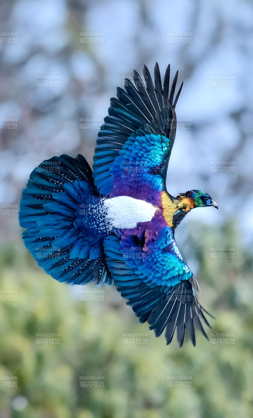 绿尾虹雉飞羽斑斓图片