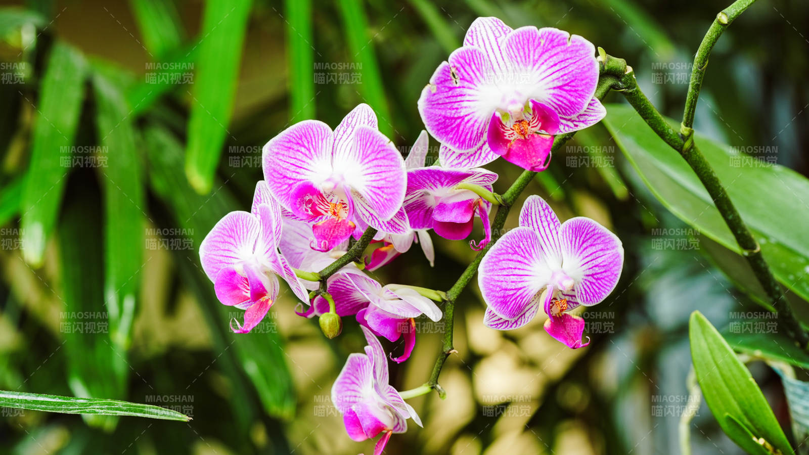 紫罗兰色兰花绽放图片