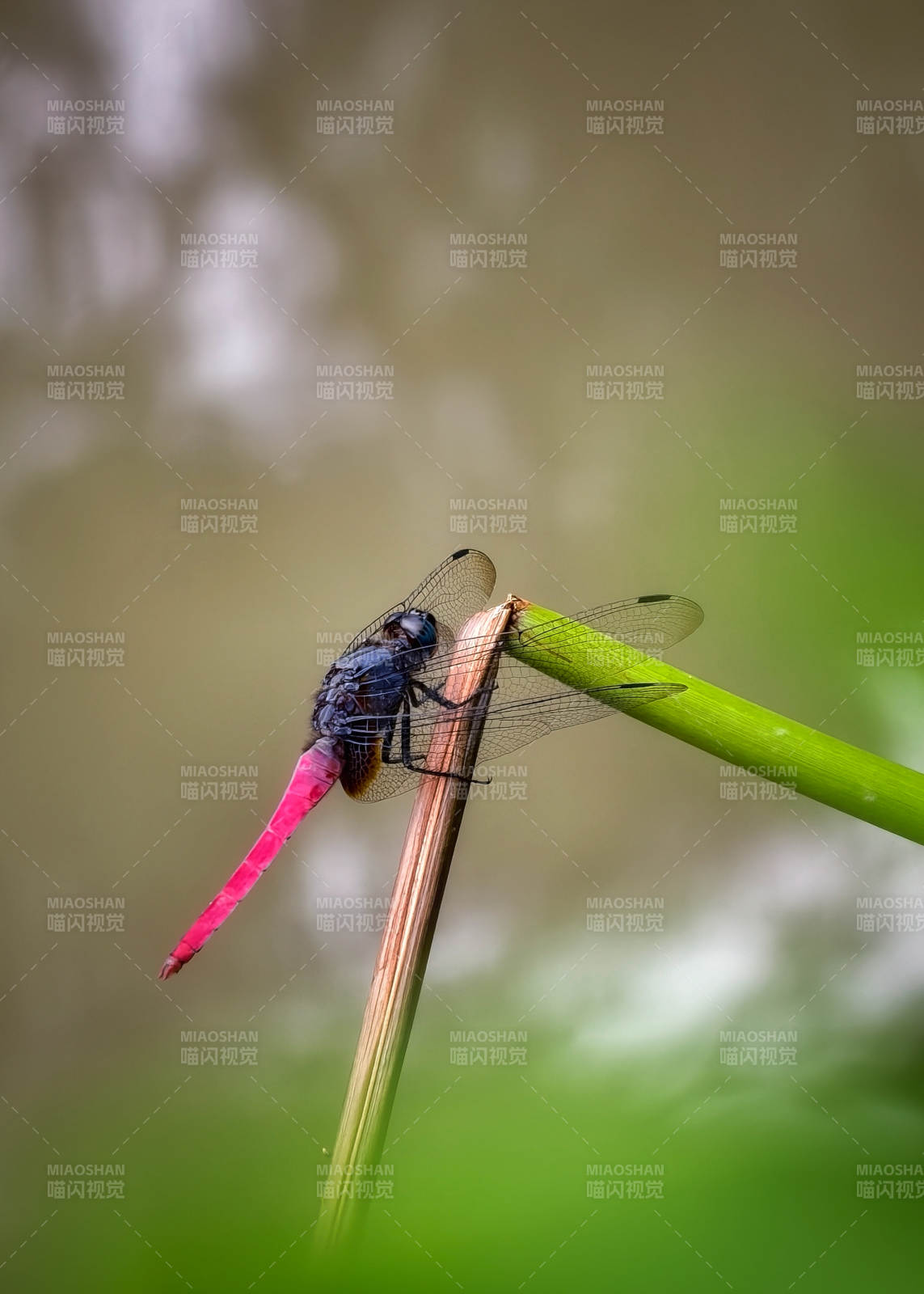 红尾蜻蜓栖枝头图片