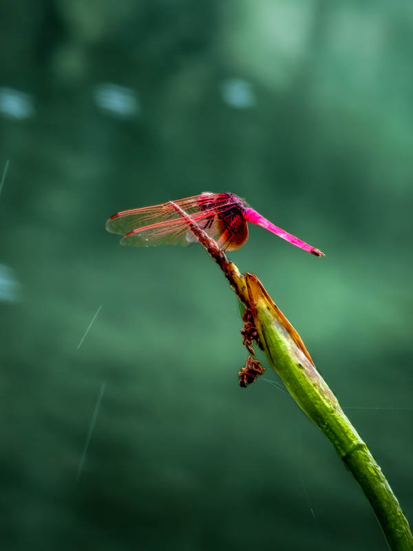 红蜻点水静谧时图片