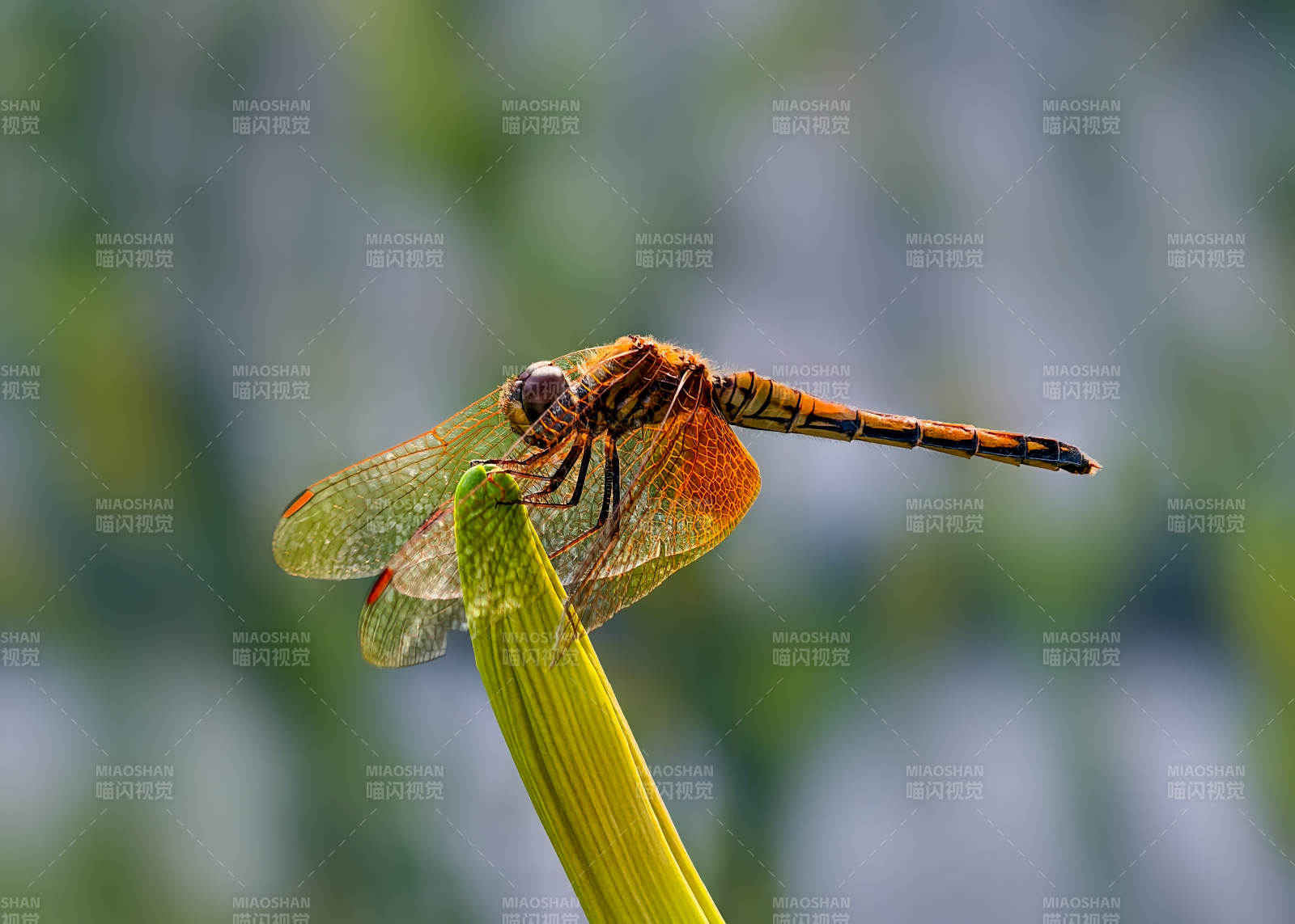 蜻蜓栖息绿叶上图片
