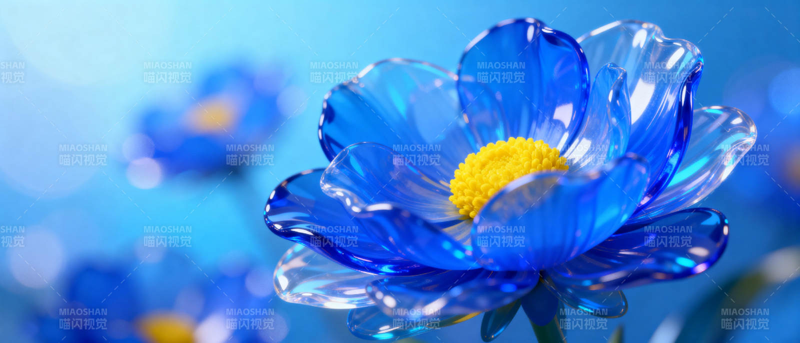 蓝晶花绽放图片