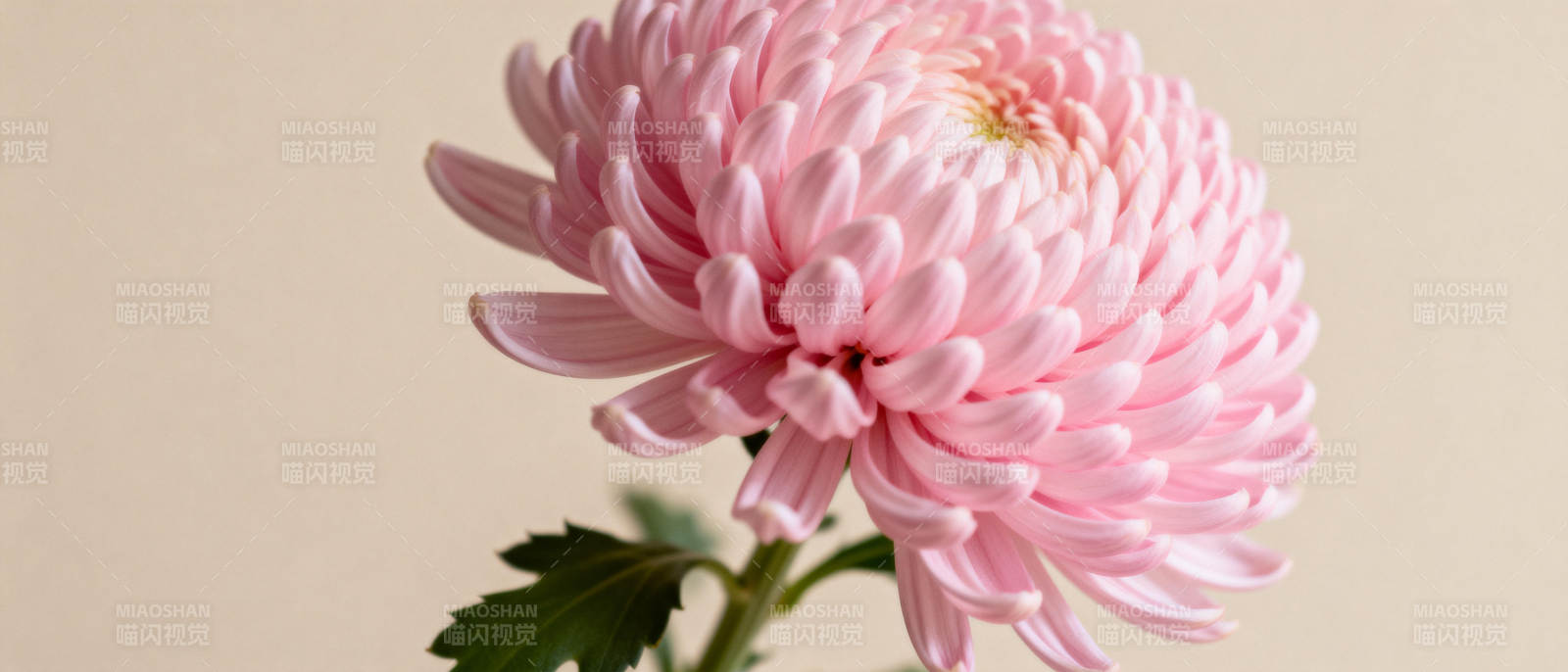 粉菊绽放图片