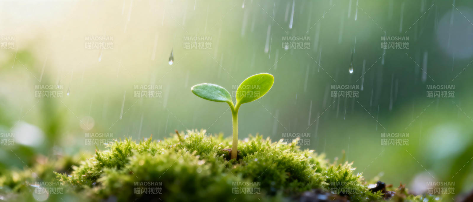 雨中萌芽图片