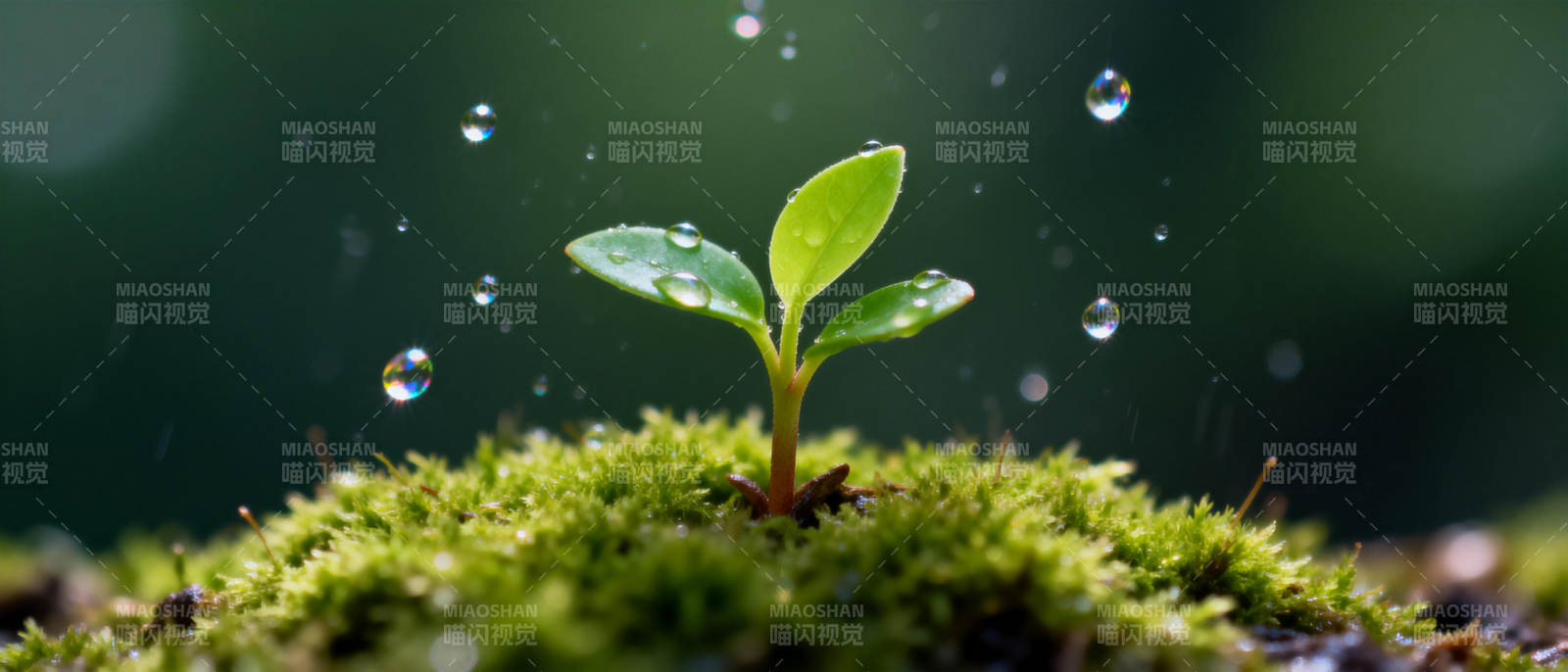嫩芽破土 生机盎然图片
