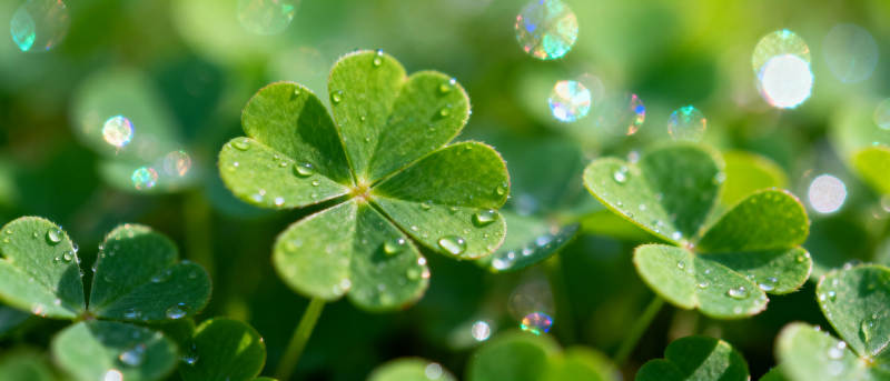 露珠点缀四叶草图片