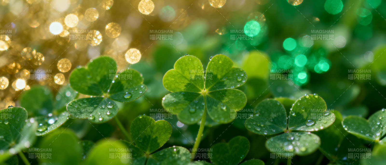 四叶草与露珠图片