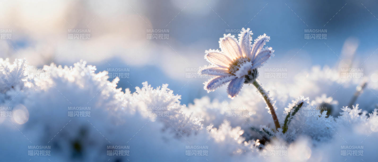 雪中绽放的雏菊图片