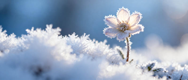 雪中绽放的花朵图片