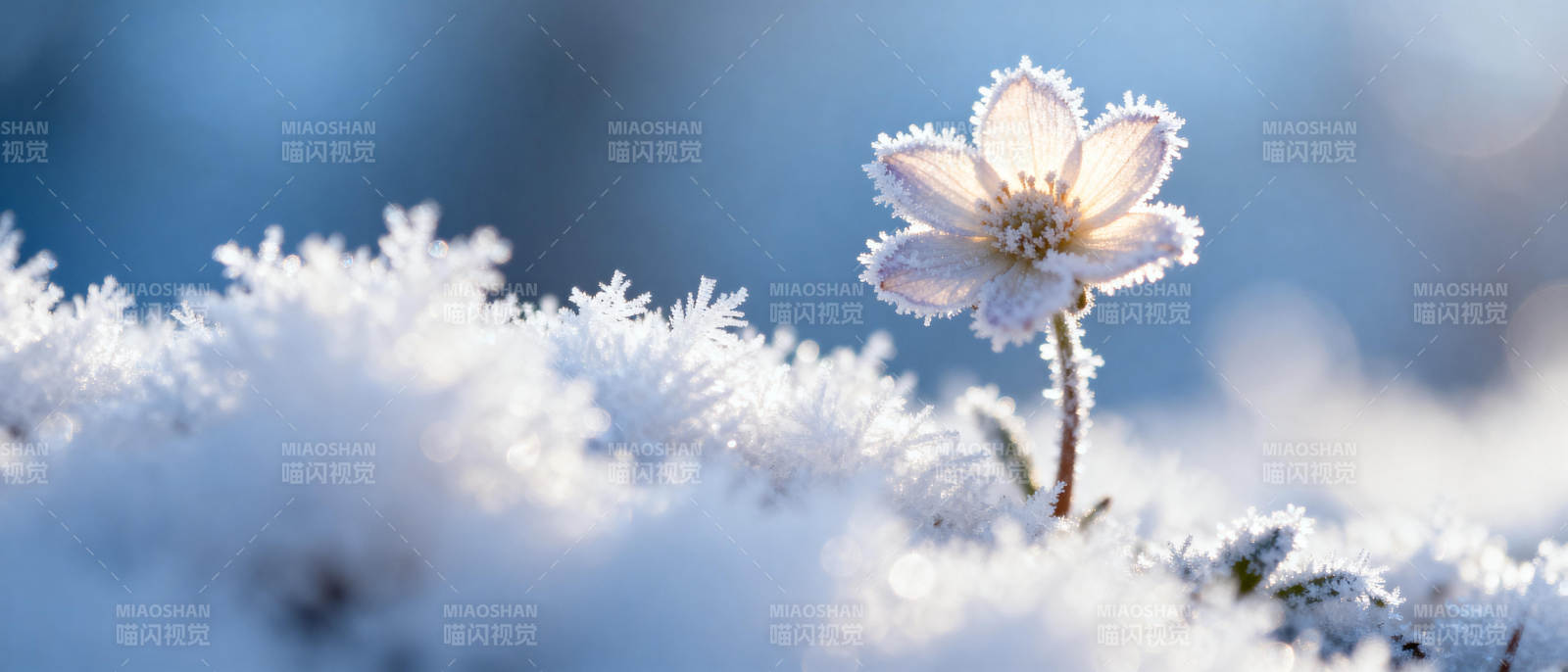 雪中绽放的花朵图片