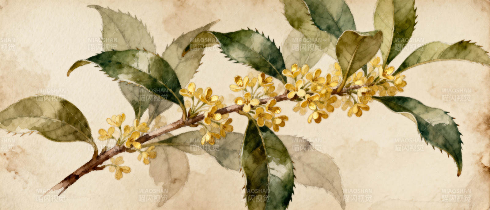 桂花枝头绽放图片