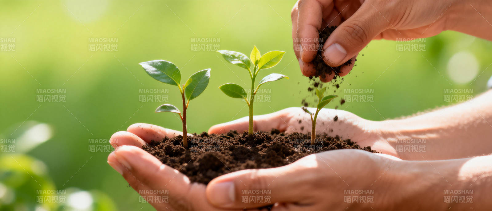 双手呵护幼苗成长图片