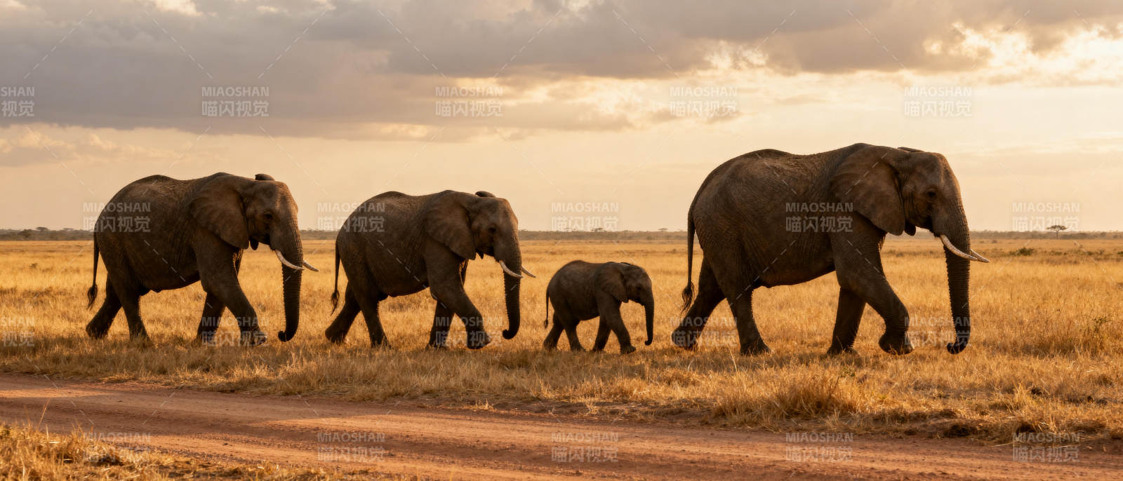 象群行进草原图片