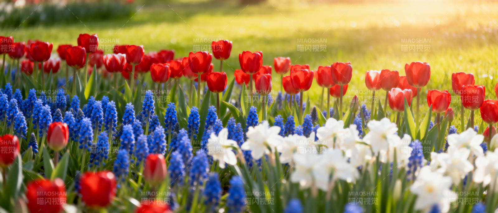 春日花海绽放图片