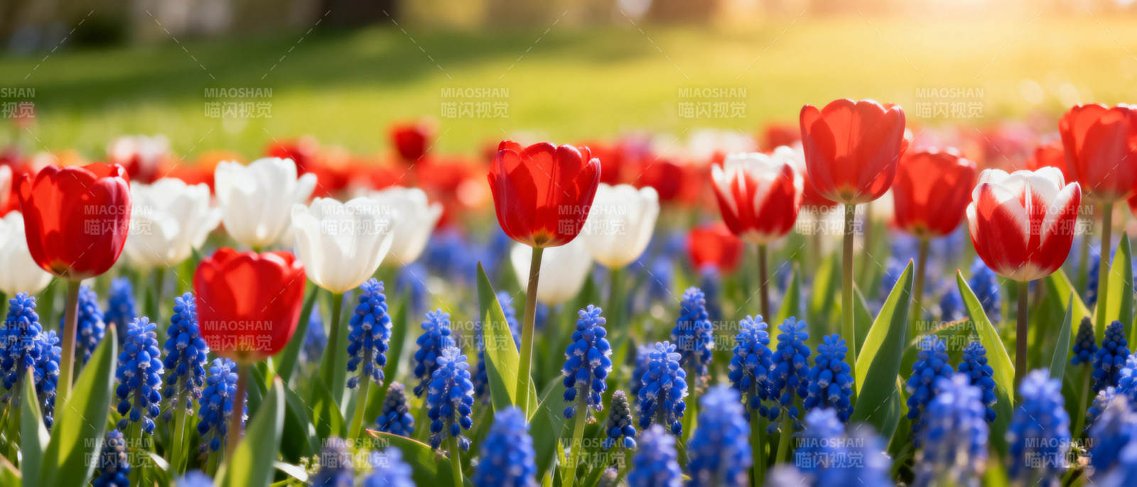 春日花海绽放图片