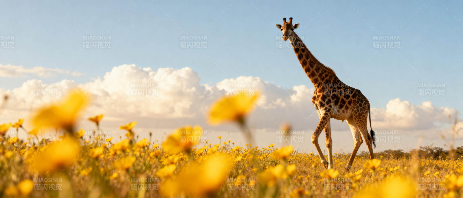 长颈鹿踏花行图片