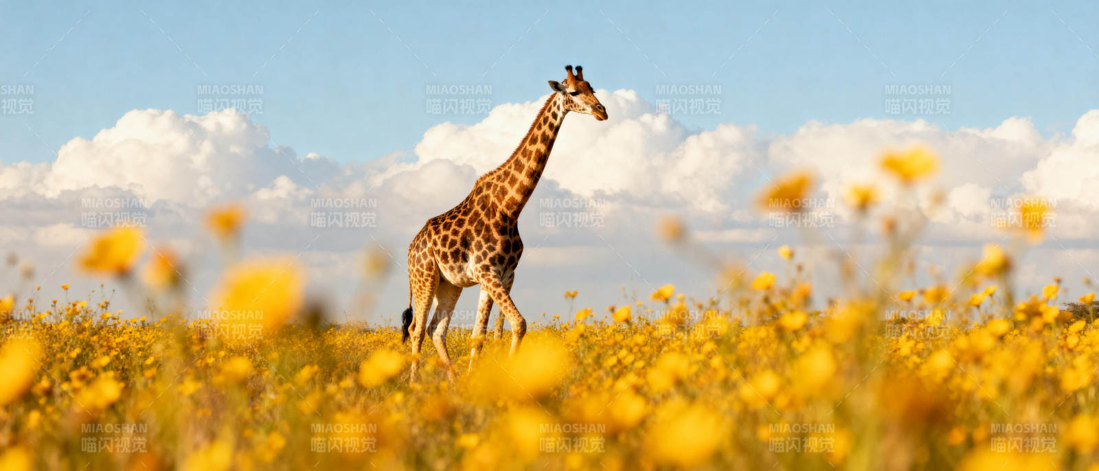 长颈鹿踏花行图片