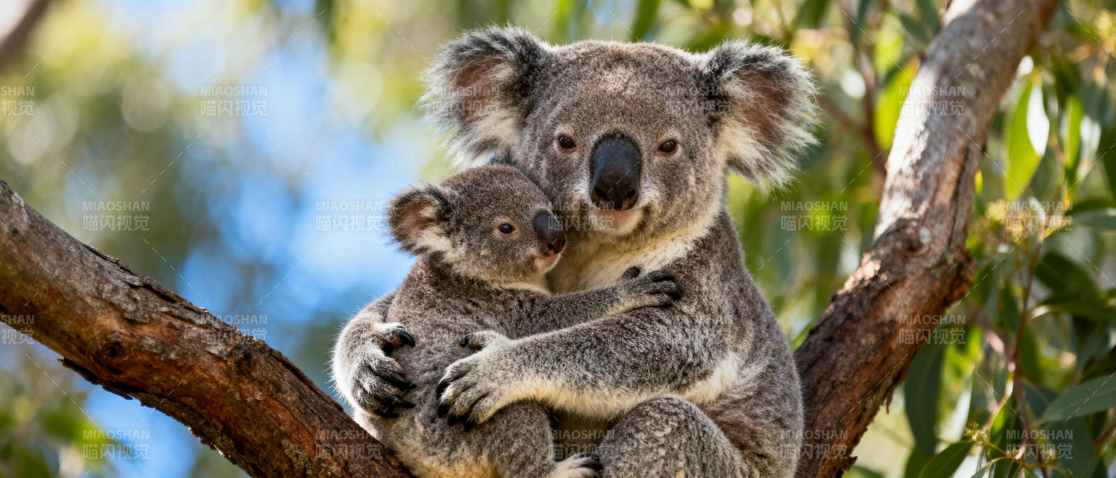 树上母子考拉图片