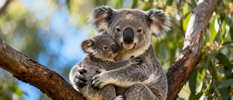 树上母子考拉图片