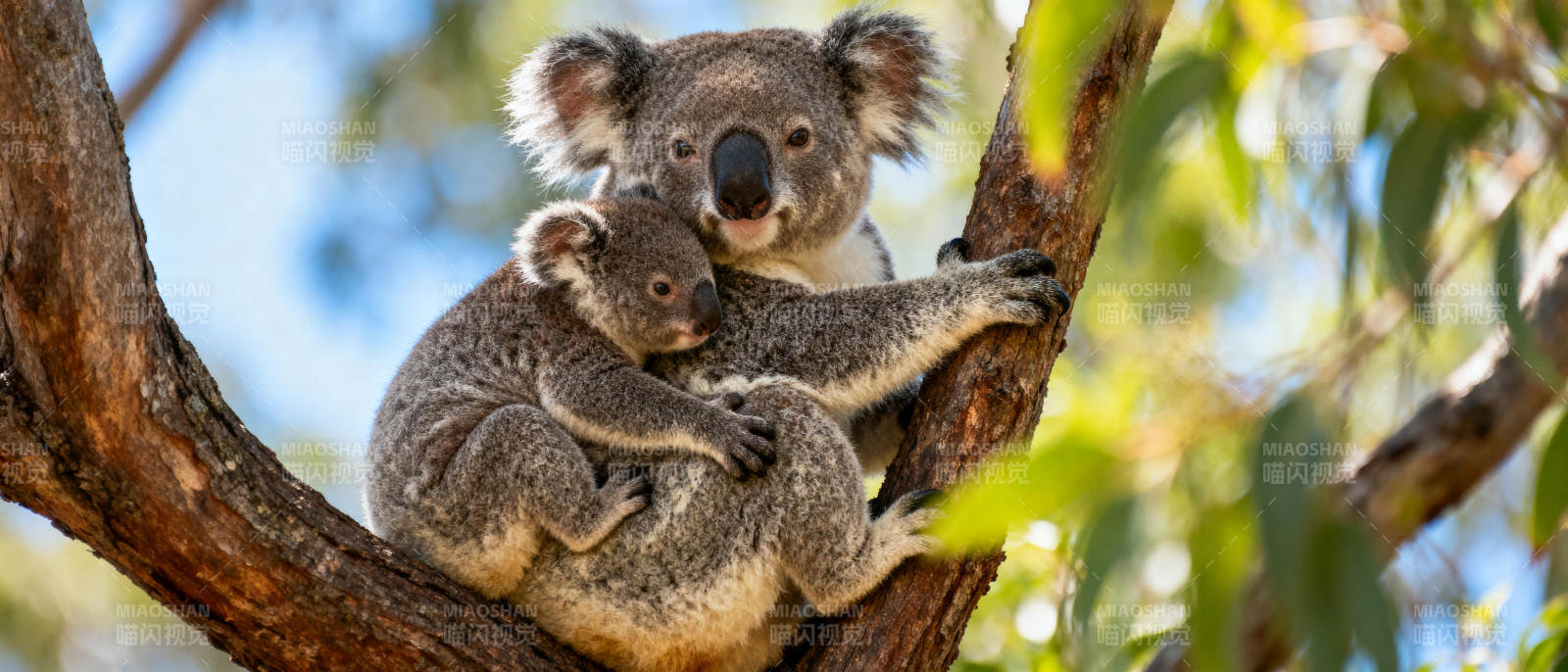 树上母子考拉图片